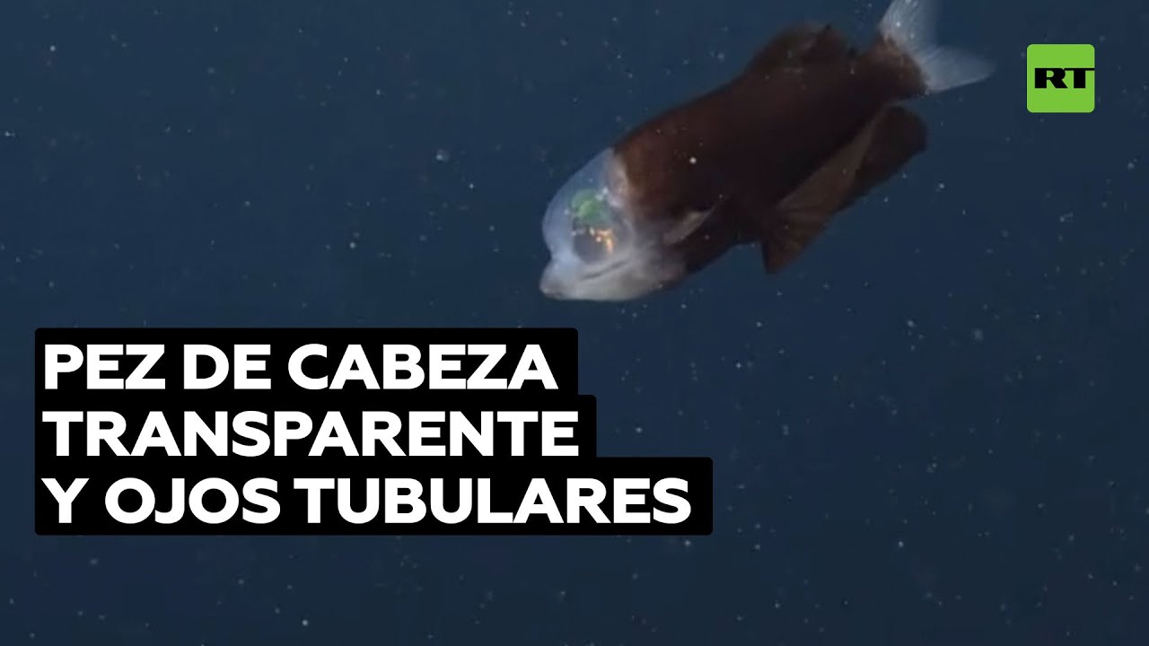 Graban un extraño pez de cabeza transparente y ojos verdes tubulares en aguas profundas de EE.UU.