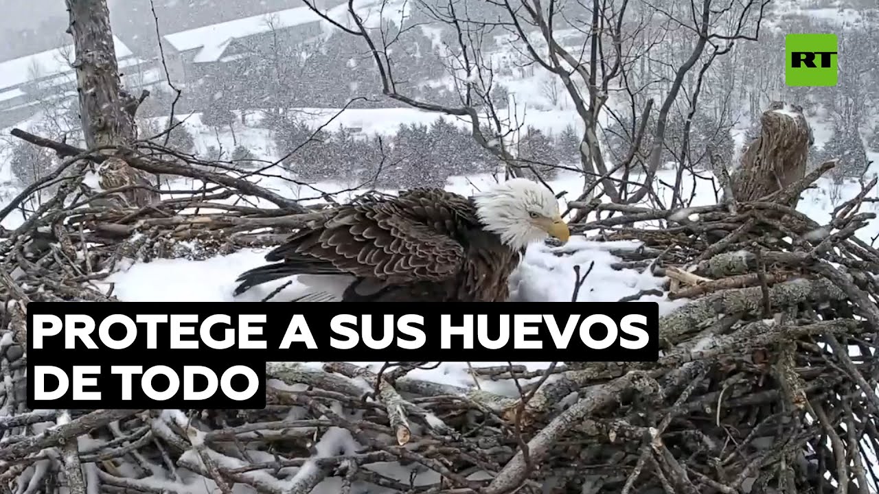Una madre águila protege a su nido pase lo que pase