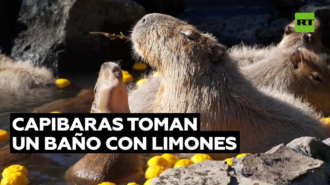 Capibaras 'se relajan' en baño con limones