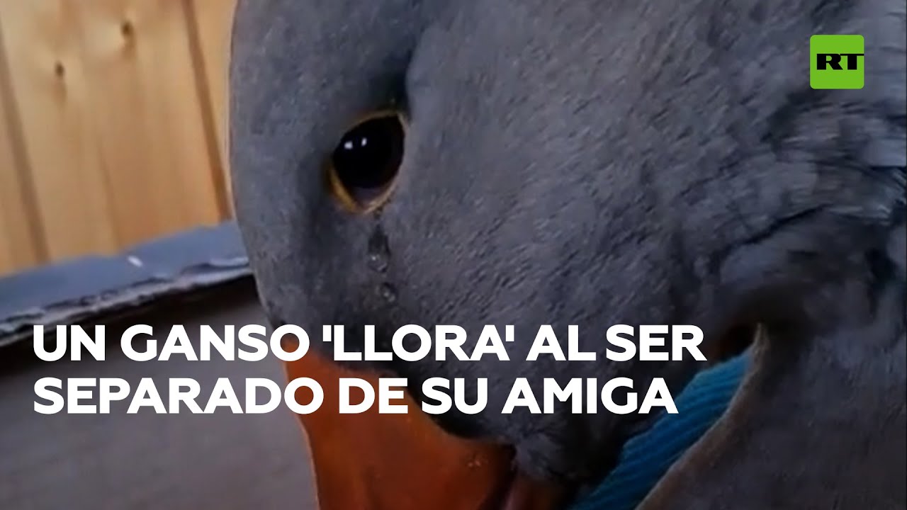 Las lágrimas de un ganso separado de su amiga conmueven a la Red @RT Play en Español