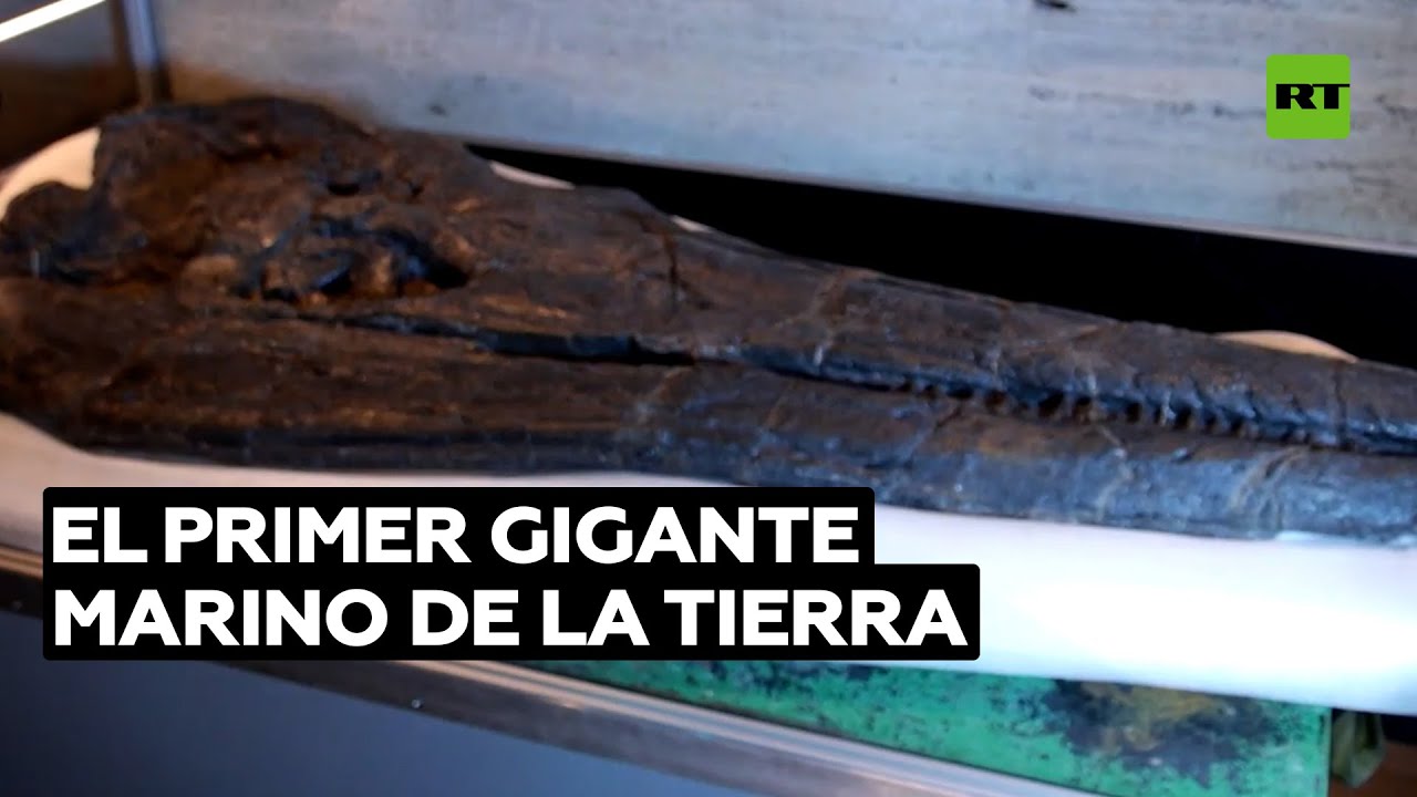 Exhiben el cráneo de dos metros de un reptil marino prehistórico gigante @RT Play en Español