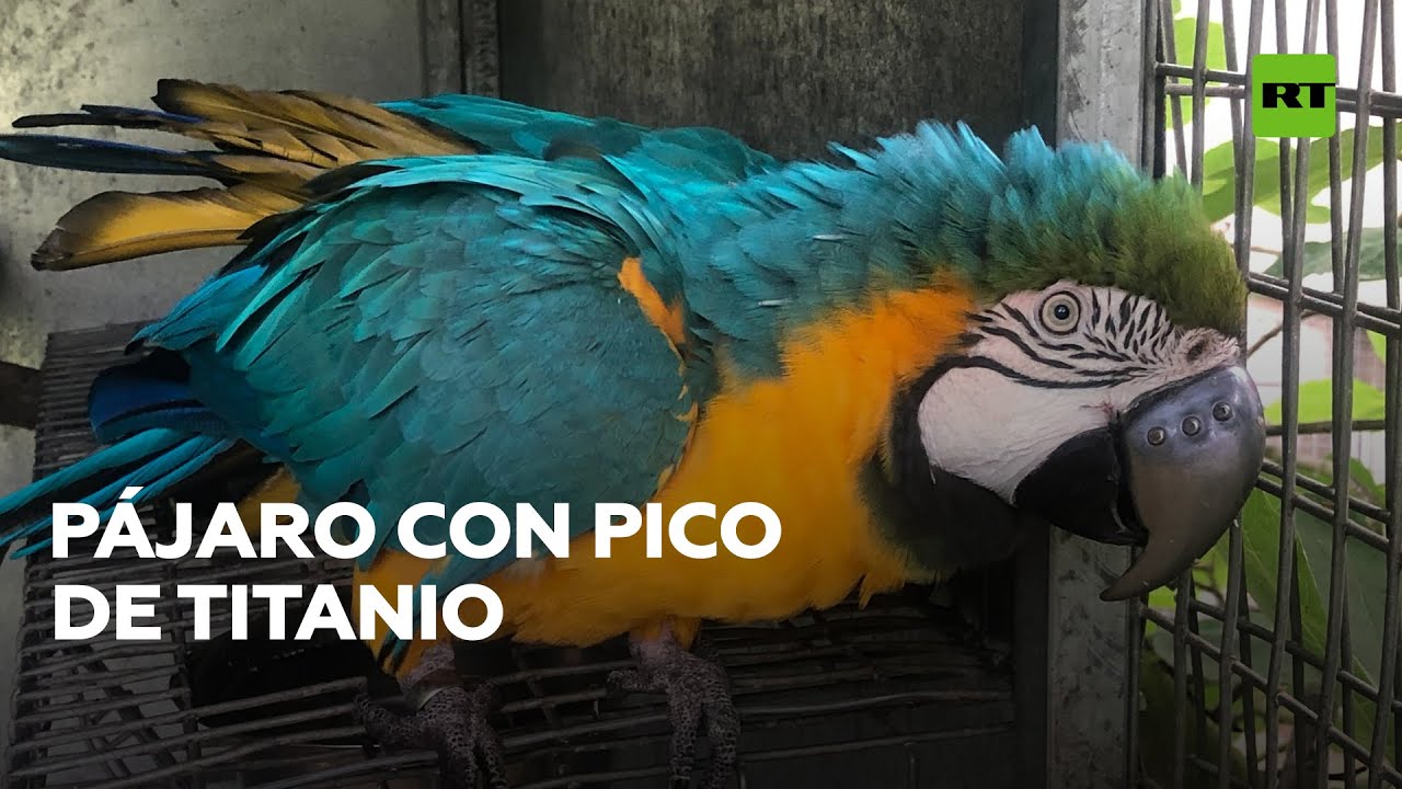 Pájaro recibió un pico de titanio impreso en 3D tras perder el suyo en una pelea @RT Play en Español