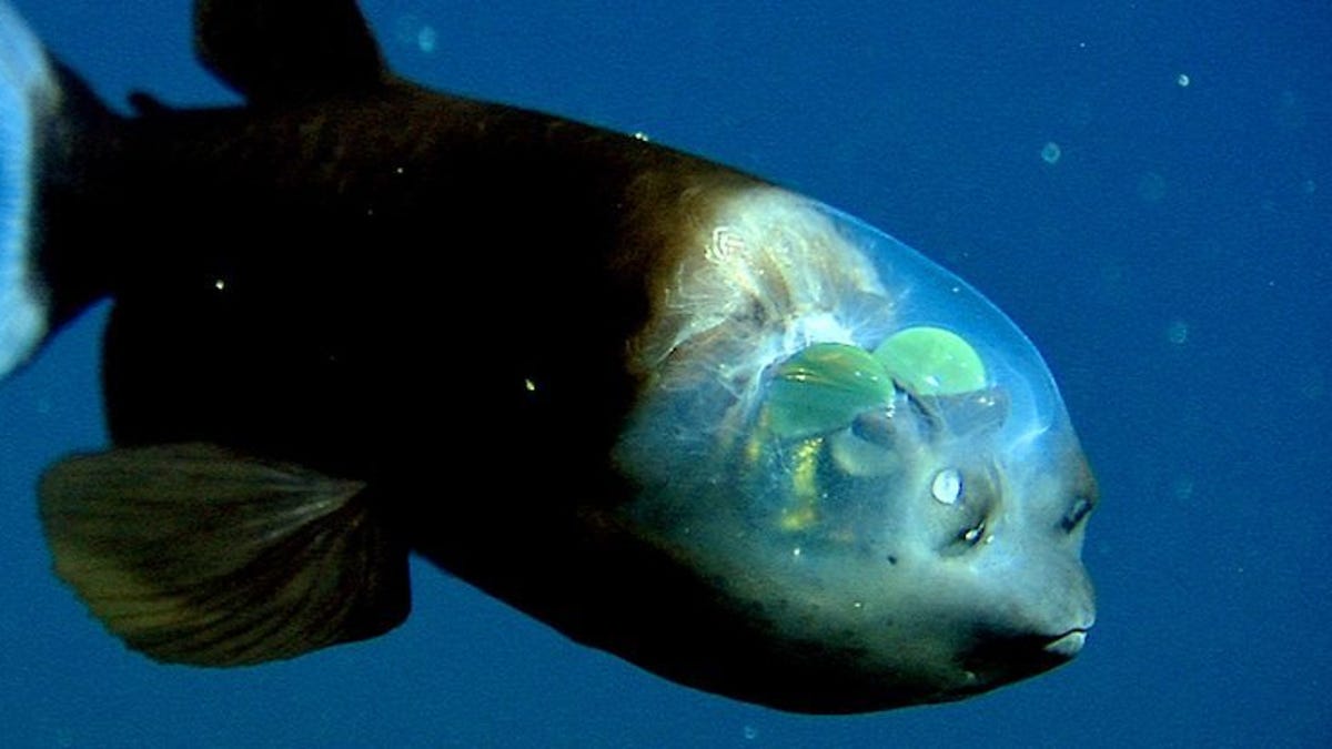 Investigadores capturan un extraño pez de cabeza translúcida