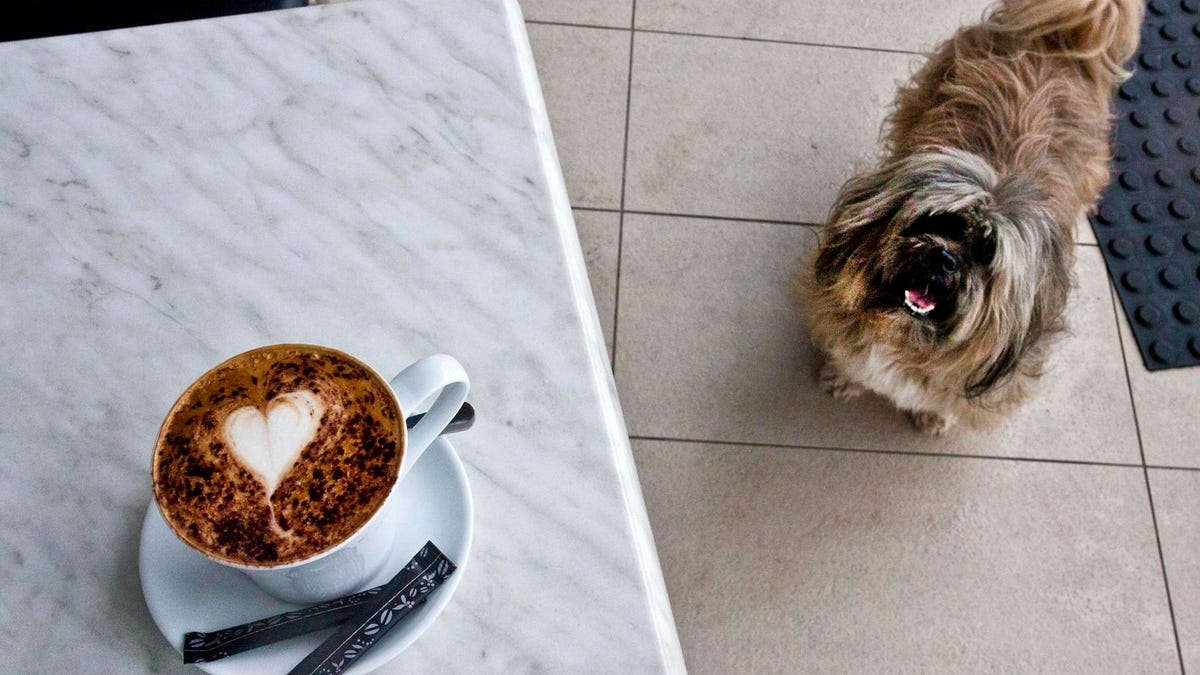 Por qué nunca deberías darle café a tu perro