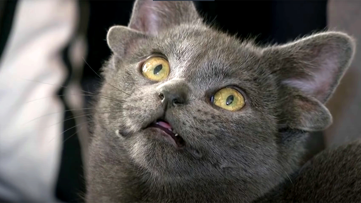 De gato callejero a celebridad en Instagram por tener 4 orejas