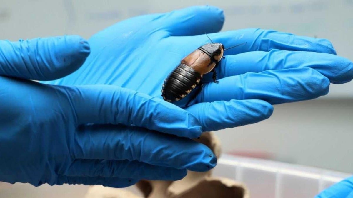 encuentran 300 cucarachas gigantes en equipaje en aeropuerto