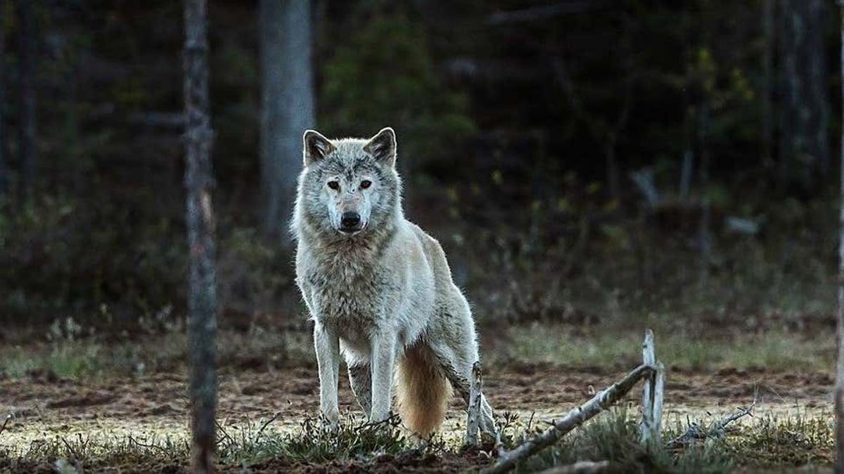 El lobo noruego-sueco está extinto