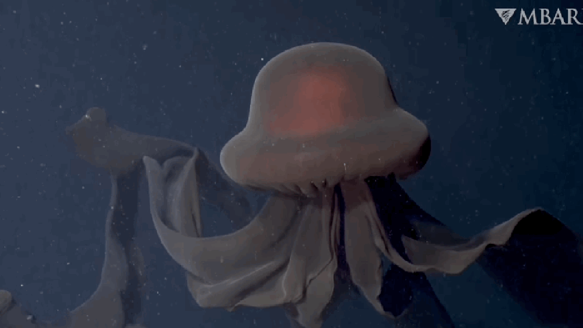 Esta medusa gigante es tan rara que solo la hemos avistado 100 veces