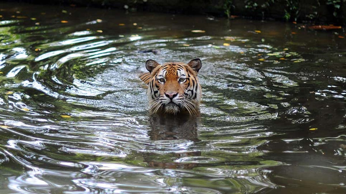Matan a un tigre en peligro de extinción que atacó en un zoo