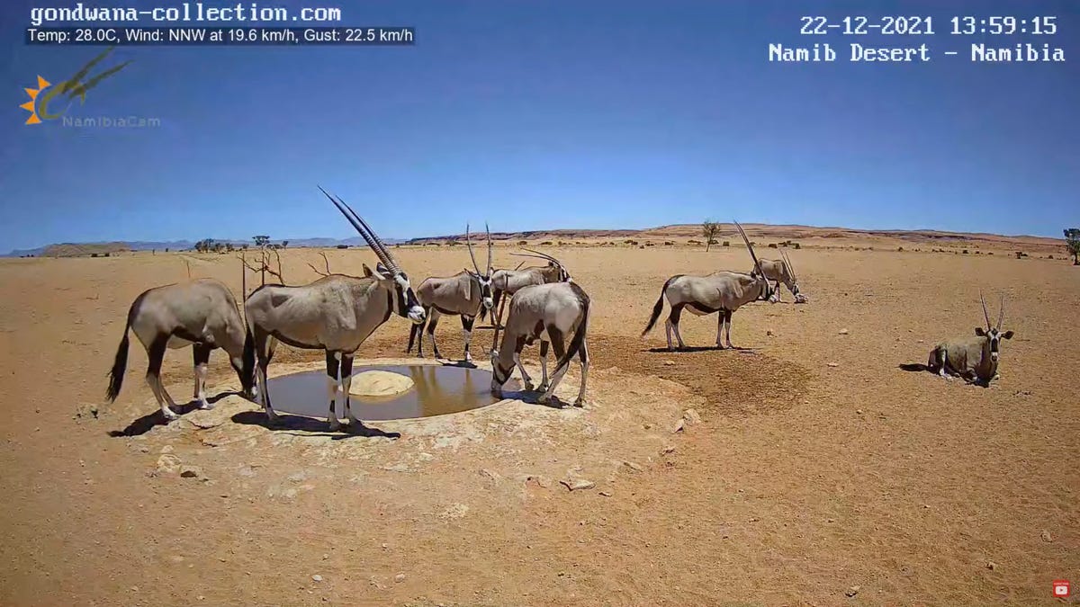 Si necesitas un respiro, aquí tienes una webcam que emite 24/7 desde un abrevadero de Namibia