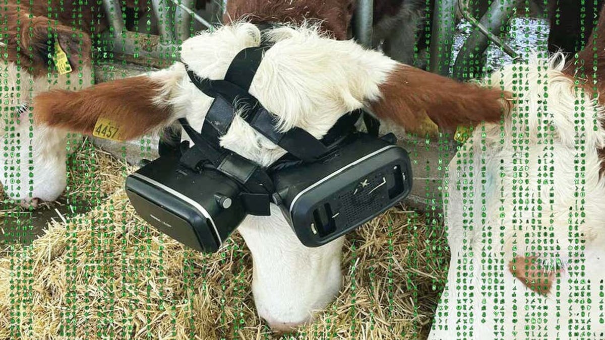 Vacas con gafas de RV para aumentar la producción de leche