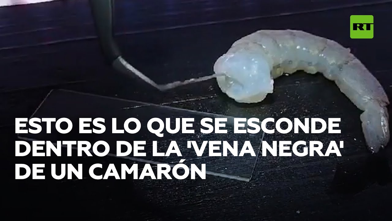 Esto es lo que se esconde dentro de la 'vena negra' de un camarón @RT Play en Español