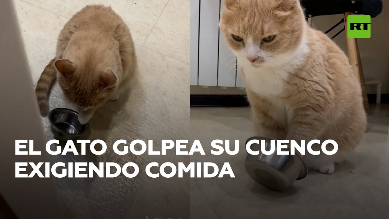 Gato pide su comida ‘con un cacerolazo’ @RT Play en Español