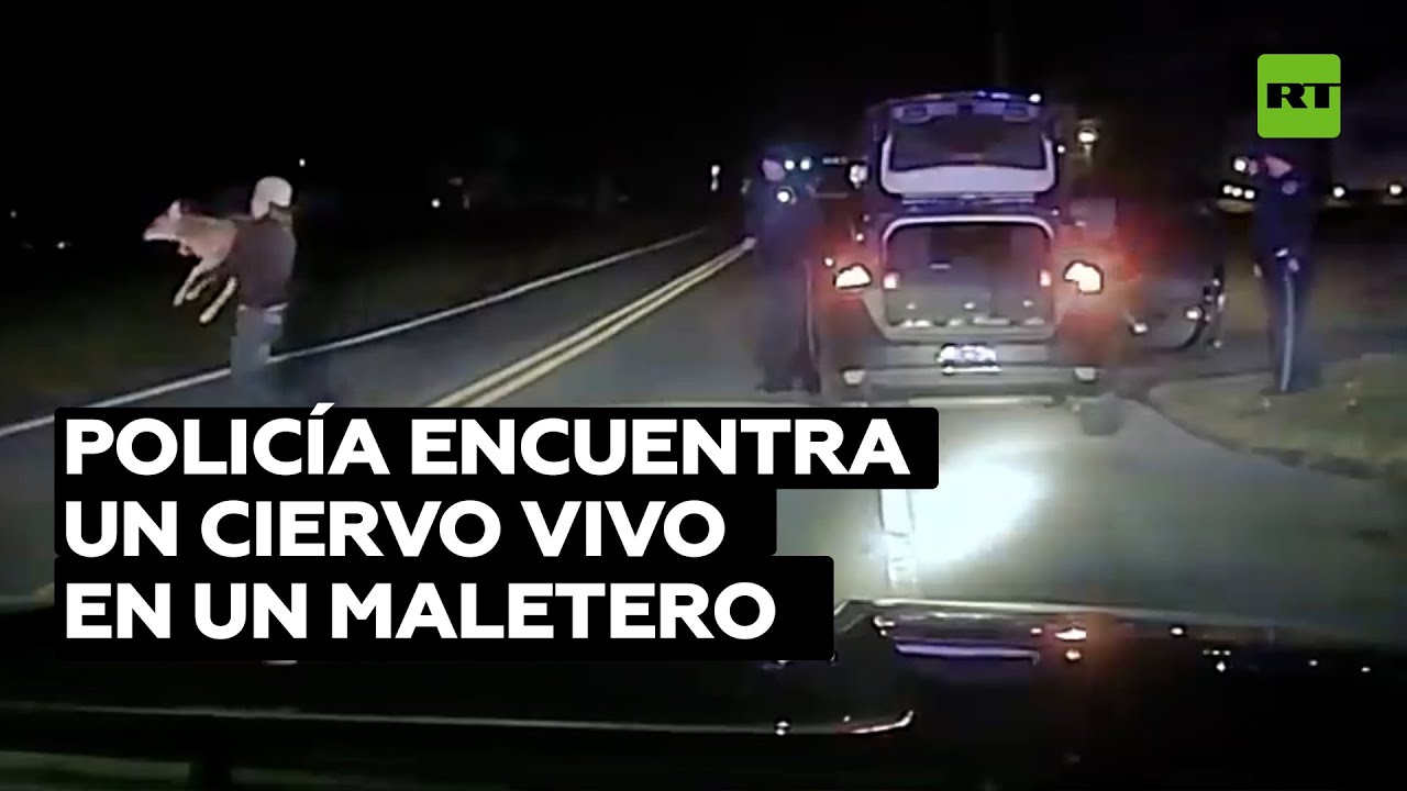 Hallan un ciervo vivo en el maletero de un auto en EE.UU. @RT Play en Español