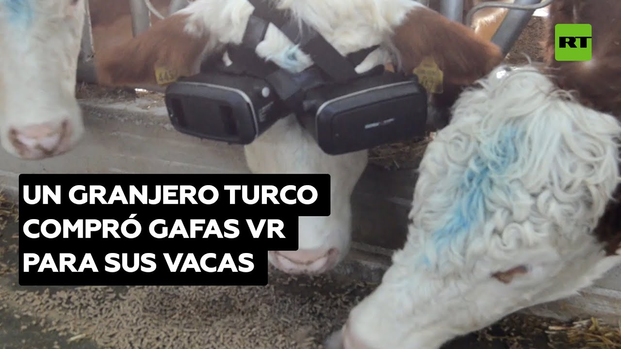 Un granjero turco pone gafas de realidad virtual a sus vacas @RT Play en Español