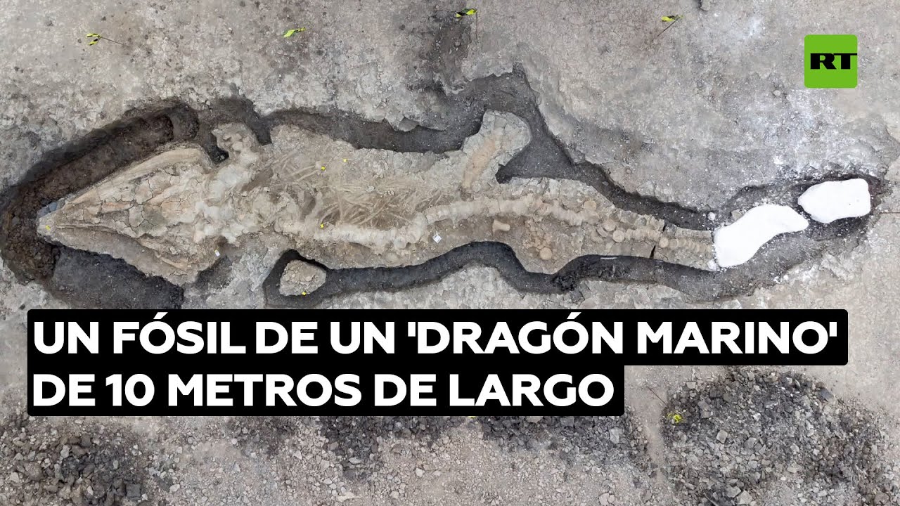 Encuentran el esqueleto gigante de un 'dragón de mar' en Inglaterra @RT Play en Español