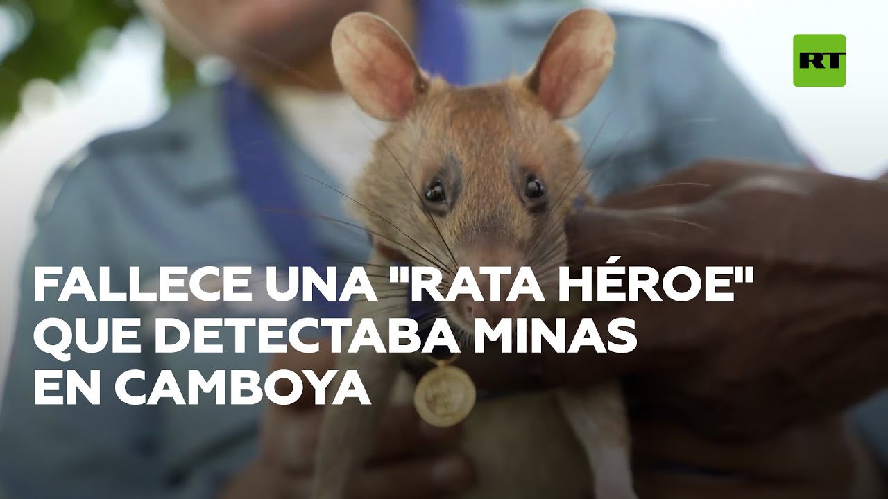 Muere la "rata héroe" que salvó vidas humanas detectando minas y explosivos @RT Play en Español