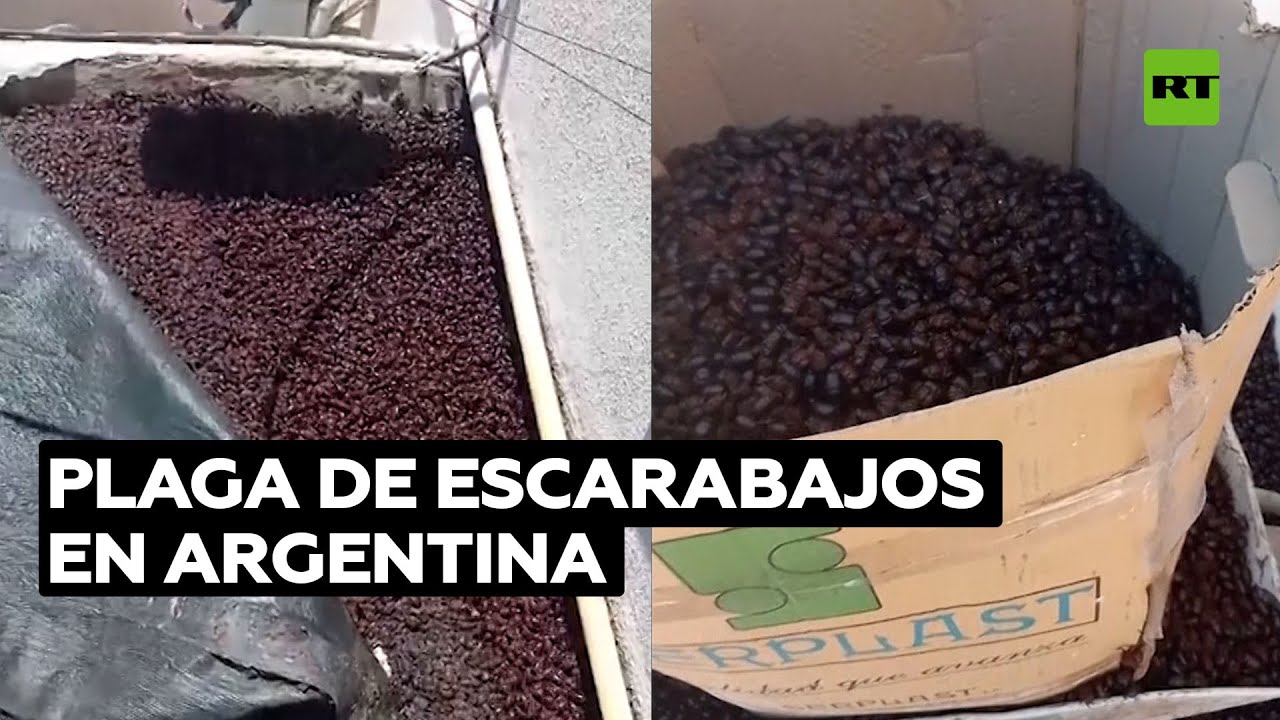 Los escarabajos invaden una ciudad argentina @RT Play en Español