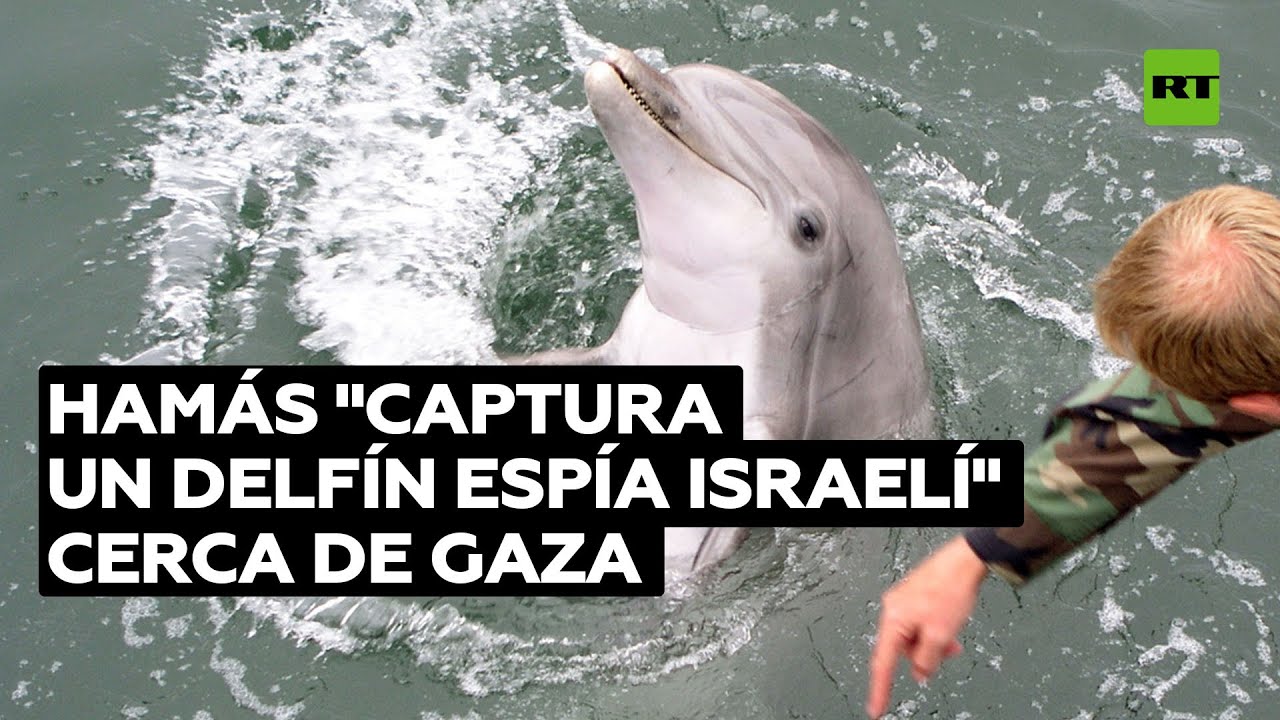 Hamás: Israel utilizó delfines 'asesinos' para "cazar a elementos navales" @RT Play en Español