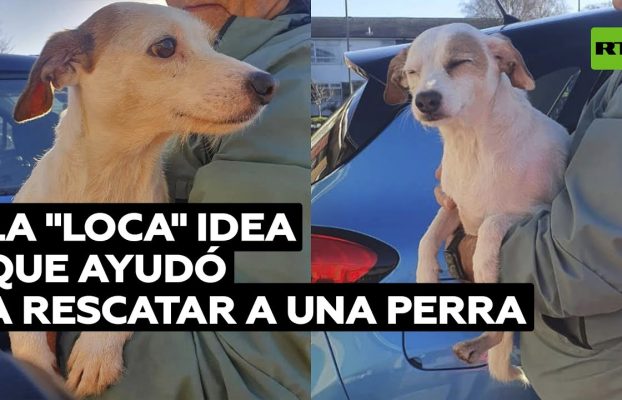 Rescatistas británicos salvan a una perra con una idea tan "loca" como eficaz @RT Play en Español
