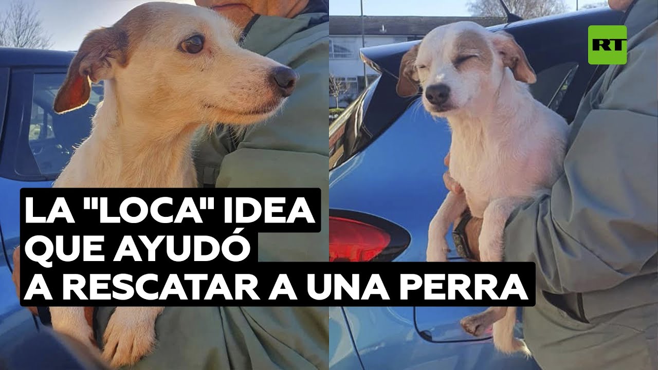 Rescatistas británicos salvan a una perra con una idea tan "loca" como eficaz @RT Play en Español