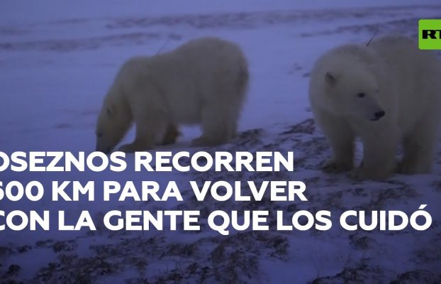 Dos cachorros de oso recorren 600 km para regresar con las personas que los rescataron