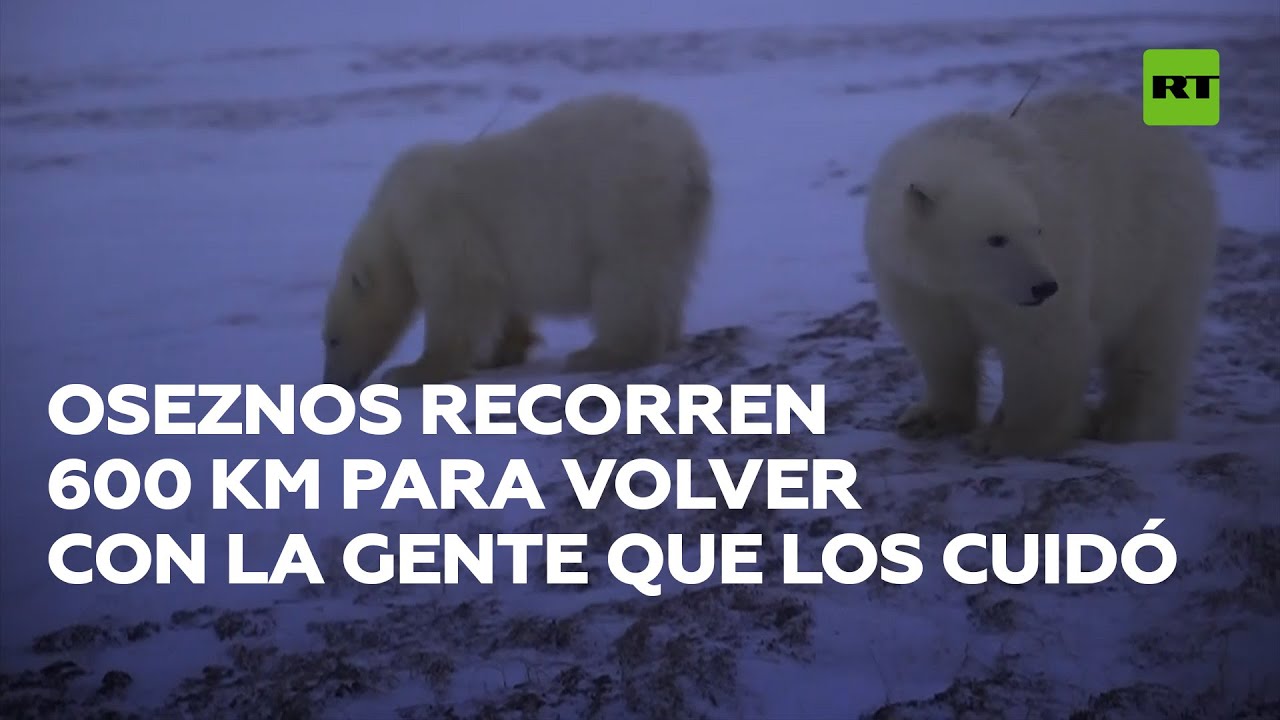 Dos cachorros de oso recorren 600 km para regresar con las personas que los rescataron
