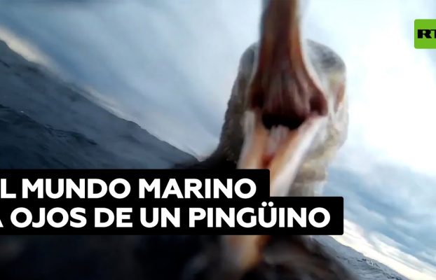 Graban debajo del mar desde la perspectiva de un pingüino en Argentina
