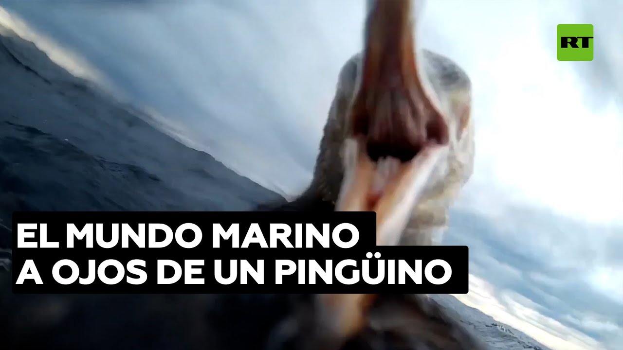 Graban debajo del mar desde la perspectiva de un pingüino en Argentina