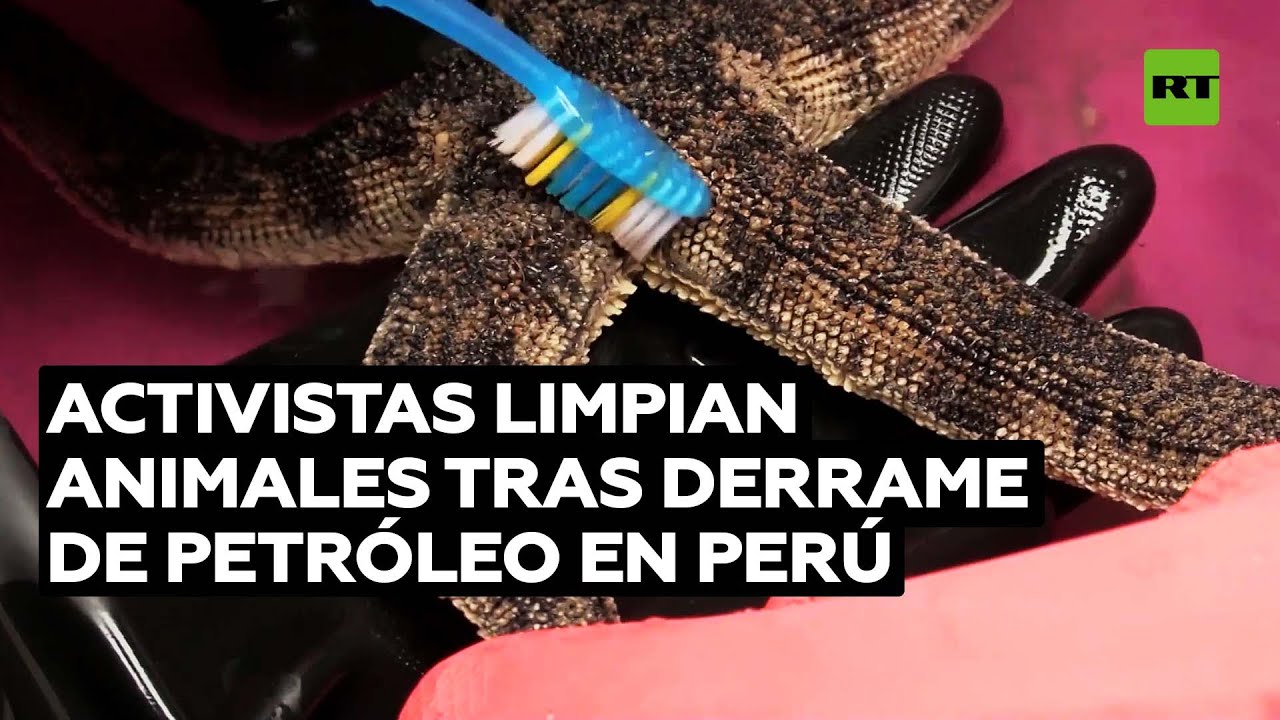 Limpian animales cubiertos de crudo tras el derrame de petróleo en la costa peruana