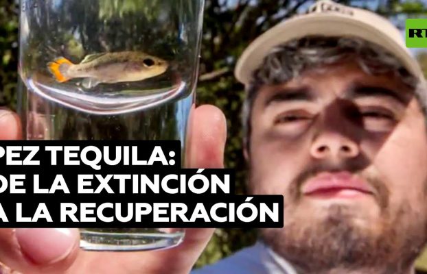 Tras ser declarado “extinto”, científicos mexicanos ayudan al pez tequila a regresar su hábitat