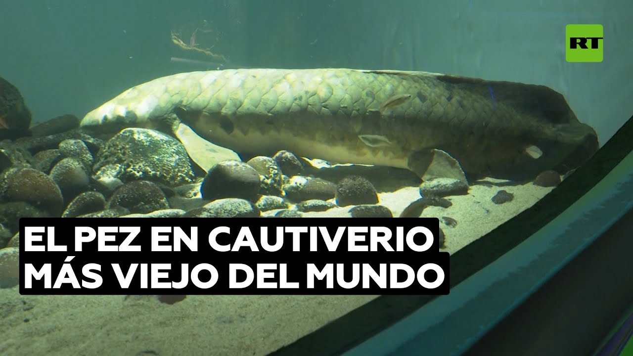 Matusalén: el pez de acuario más viejo del mundo @RT Play en Español