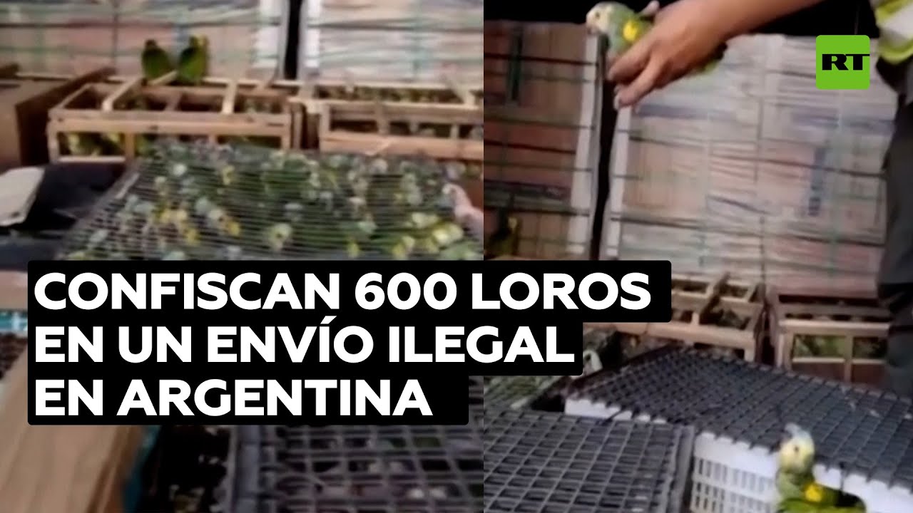 La Policía de Argentina detiene un envío ilegal de 600 loros
