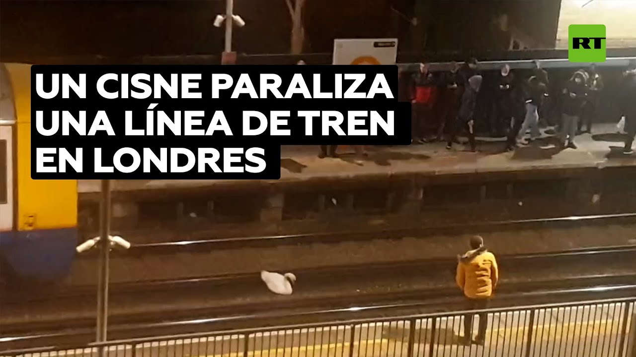 Un cisne se posa sobre las vías y paraliza el tren en Londres @RT Play en Español