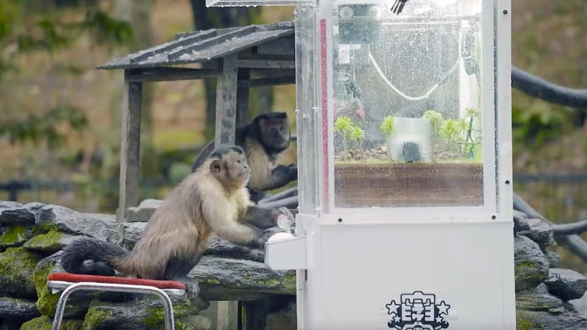 Los monos descubren cómo jugar a una máquina de garra