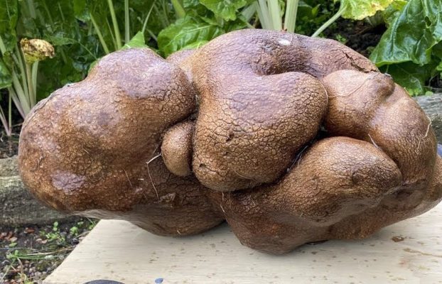 La patata más grande del mundo podría no ser una patata
