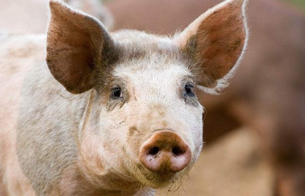 Médicos trasplantan dos riñones de cerdo a la vez a un humano