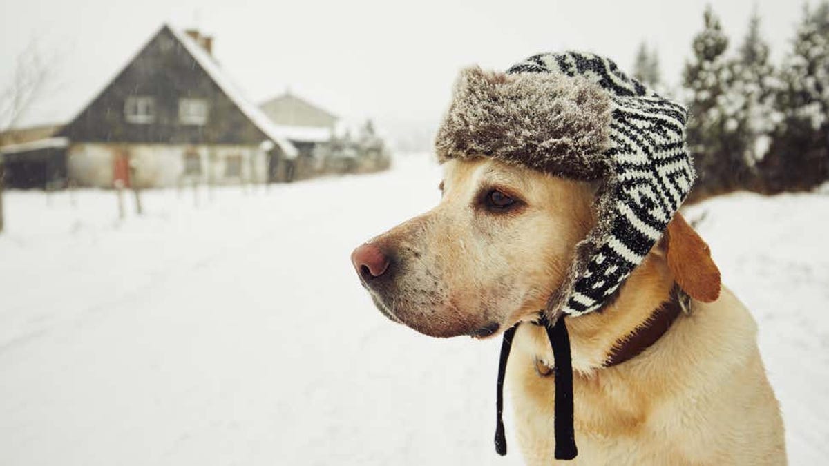 Cuándo es demasiado frío para tu perro