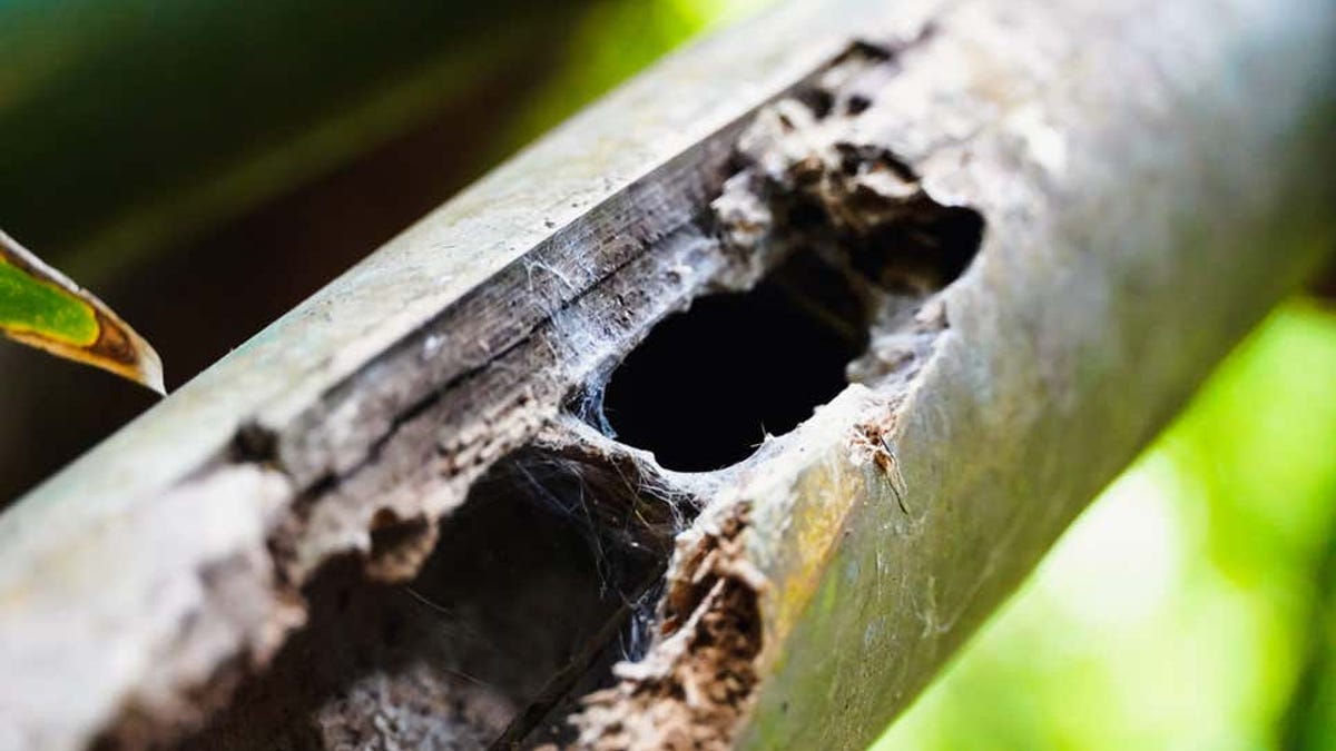 Esta nueva especie de tarántula anida dentro del bambú