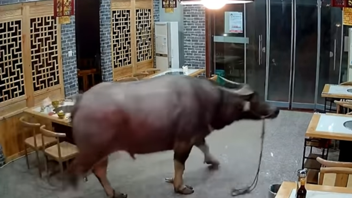Un búfalo irrumpe en un restaurante y ataca al dueño