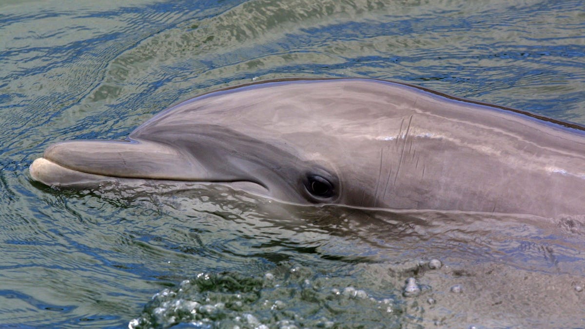 Los delfines tienen un clítoris completamente funcional, según estudio