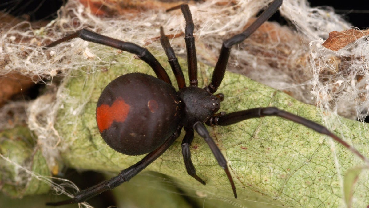 una araña venenosa le picó el pene dos veces el mismo año