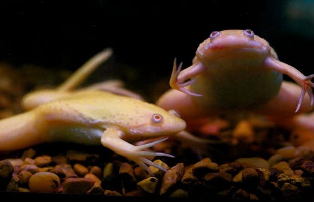 Logran que la pata amputada de una rana vuelva a crecer