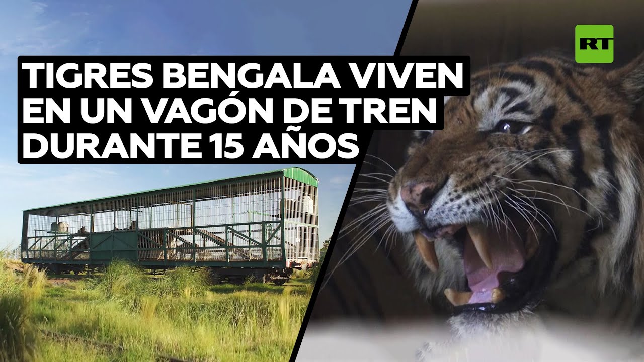Rescatan a tigres Bengala que vivieron en un vagón durante 15 años @RT Play en Español