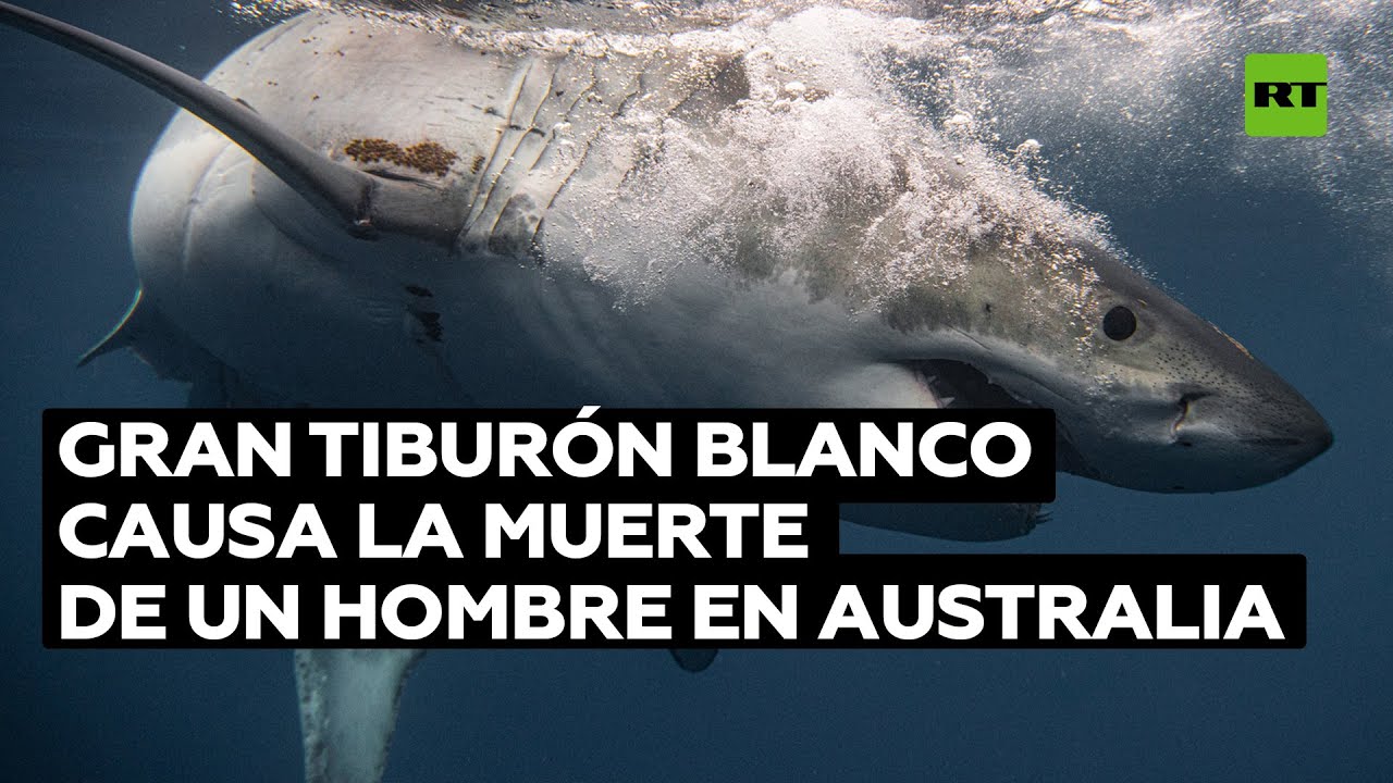 Muere un nadador en un brutal ataque de tiburón blanco, el primer caso mortal en Sídney desde 1963