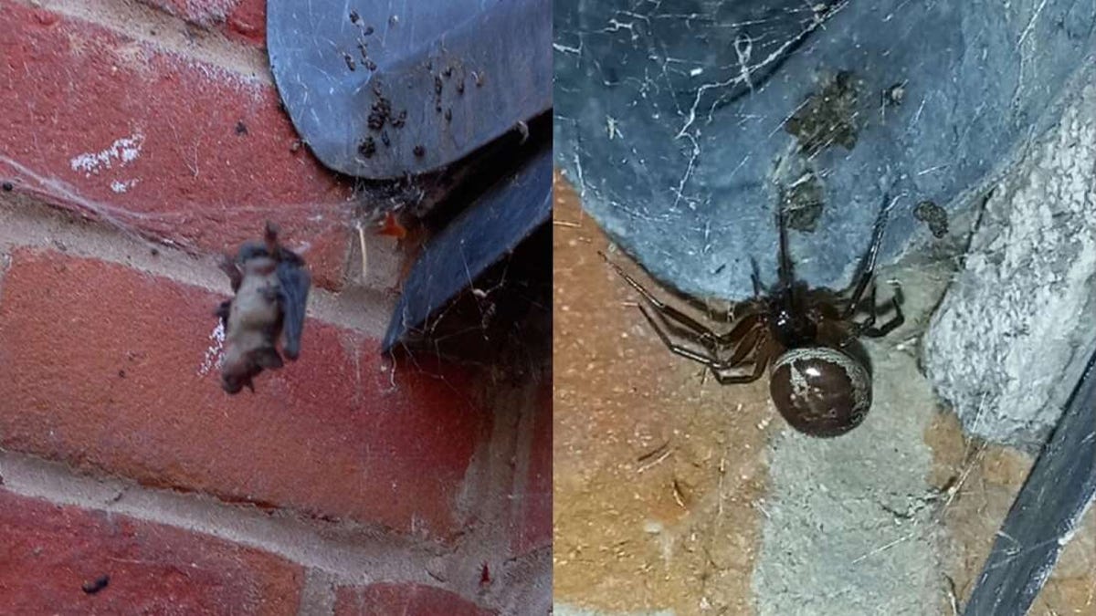 Una araña falsa viuda negra devorando un murciélago