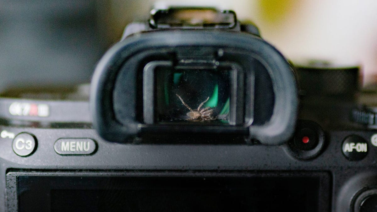 Encuentra una araña viviendo en el visor de su cámara