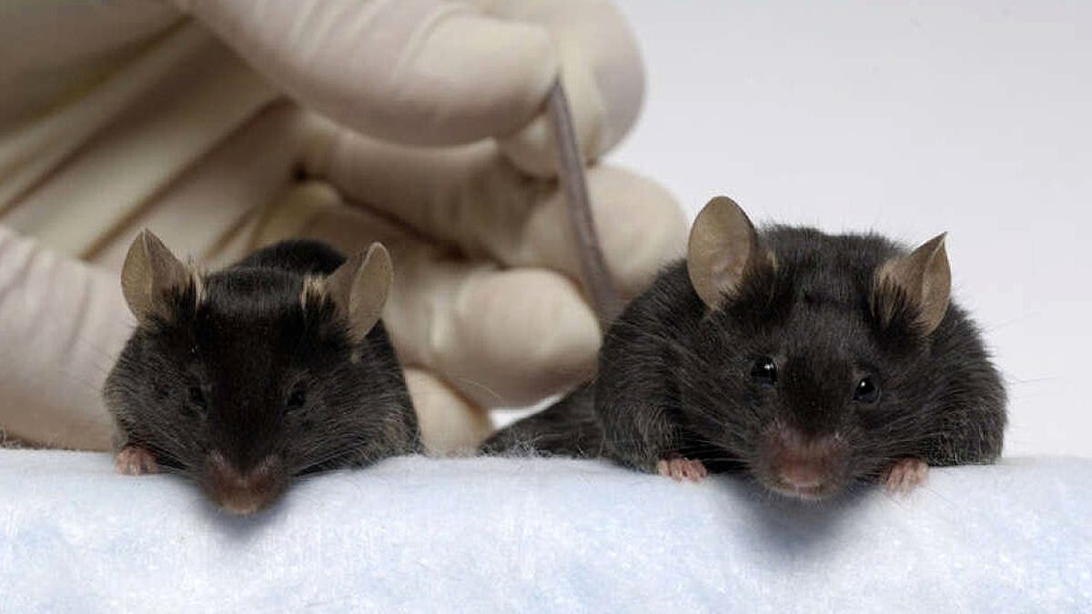 Científicos consiguen revertir el envejecimiento en ratones