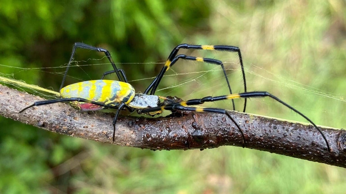 Se espera una invasión de arañas gigantes en la costa este de Estados Unidos