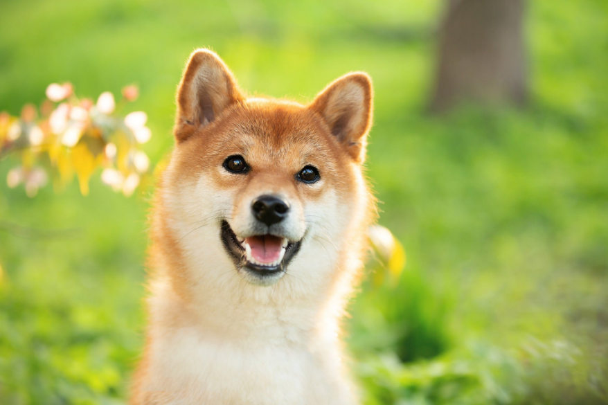 Dogecoin vuelve a probar lentamente $ 0.06 mientras se ve que DOGE se mueve más alto en los próximos días